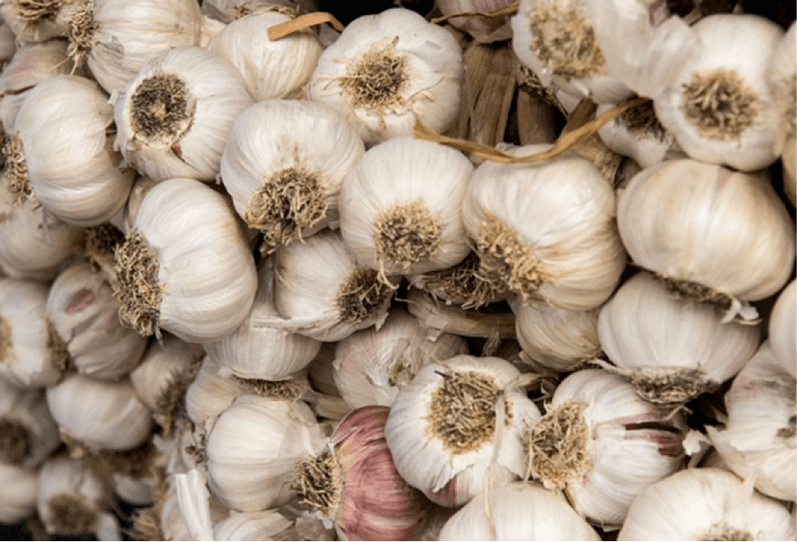 Garlic